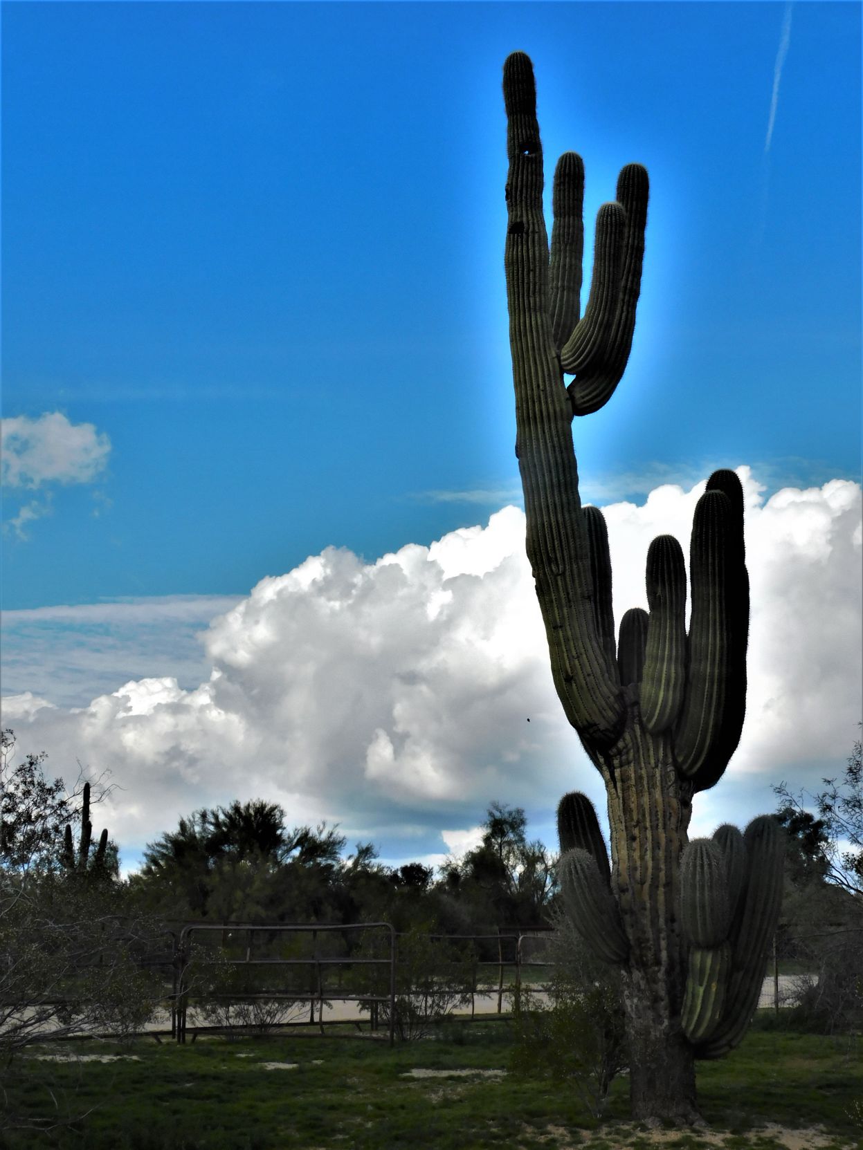 Desert Park